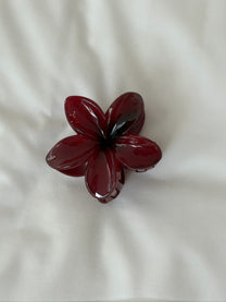 קליפס פרח חורפי