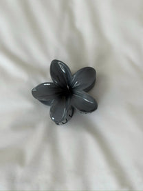 קליפס פרח חורפי